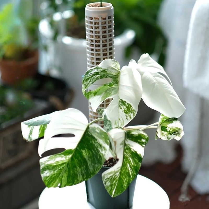 6pcs White Modular Vertical Pl - Sphagnum Moss Dry recension och pris